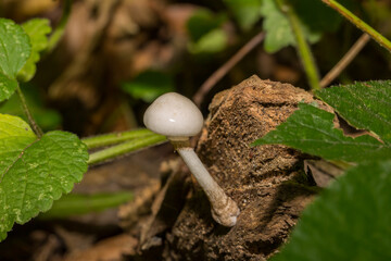 Forest mushrooms in the grass. Forest mushroom, forest mushroom photo