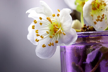 spring  blossom in a vase