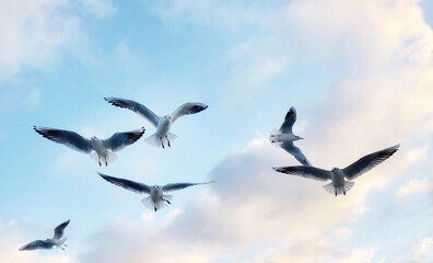 seagulls in the sky