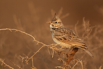 Closeup of a Crested Lark on a bush, Bahrain