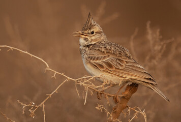 Portrait of a Crested Lark perched on a bush, Bahrain