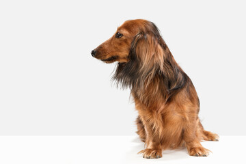 Cute puppy, dachshund dog posing isolated over white background