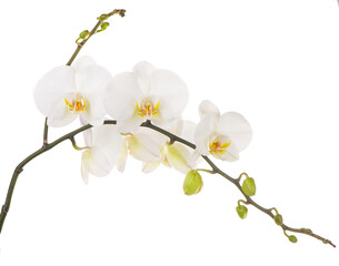 Macro photo of white orchid. Phalaenopsis isolated on white background