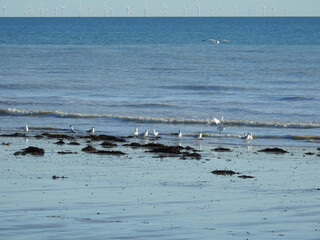 Seagulls on the seashore close to the waves