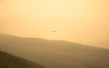 rainy golden hour with bird in the sky and mountain in background