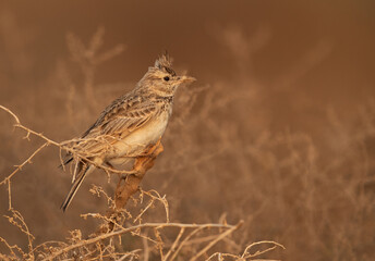 Closeup of a Crested Lark perched on bush at Hamala, Bahrain