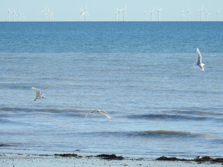 Seagulls in flight over the sea