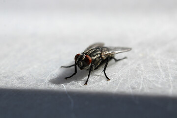 macro photo of housefly facing back