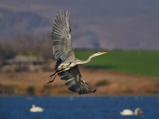 grey heron in natural habitat (ardea cinerea)