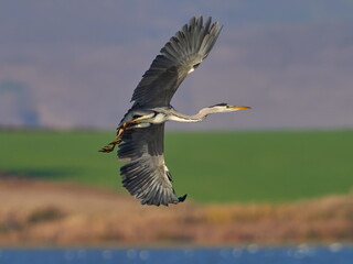 grey heron in natural habitat (ardea cinerea)