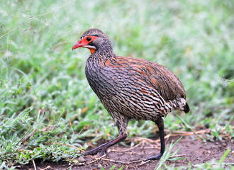 The Cape spurfowl (francolinus) in natural habitat