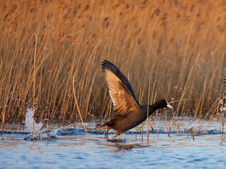 agitated coots on the lake in spring (fulica atra)