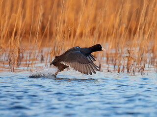 agitated coots on the lake in spring (fulica atra)