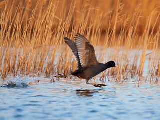 agitated coots on the lake in spring (fulica atra)