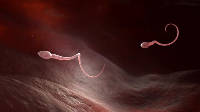 Male sperm cells floating to ovule in fallopian tube. 3D animation