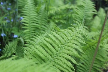fern leaves