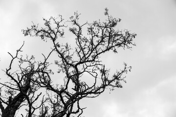 silhouette of a tree