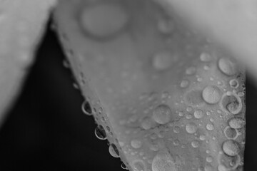 drops of water on lily