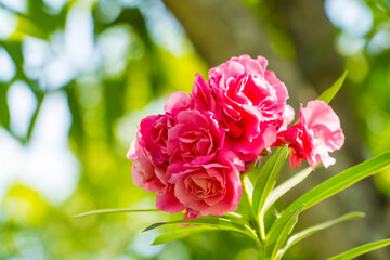 Beautiful pink flower with bokeh blur of summer nature and sunlight background. beautiful scenery plants in nature. Flowers garden template. copy space for text.