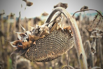 bee collecting pollen