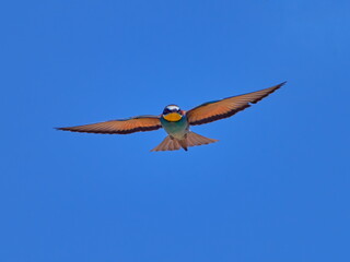 european bee-eater (Merops Apiaster) flying against the blue sky