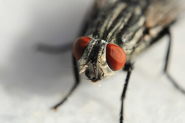 macro photo of housefly facing back
