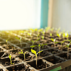Young plant of tomato. Seedling of tomatoes on windowsill. Growing seedlings.