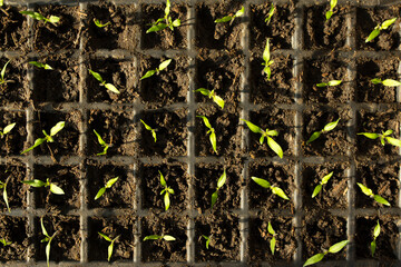 Seedling cassettes. Growing tomatoes seedlings. Top view seedling.