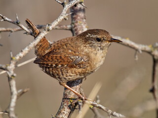 Winter wren in natural habitat ( Troglodytes troglodytes )
