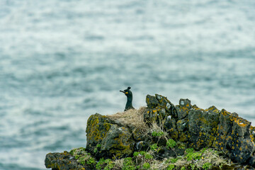 The European shag or common shag (Phalacrocorax aristotelis) is a species of cormorant, wing,...