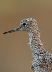 A portrait of a Common Greenshank at Asker Marsh, Bahrain