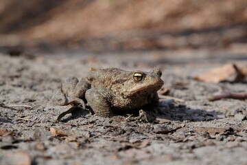 Gray toad (Bufo bufo) on a forest road during the mating season in spring