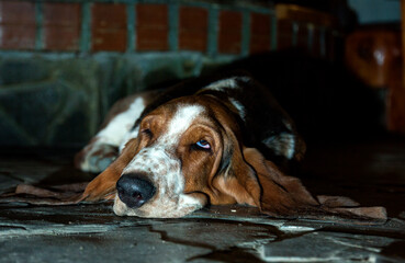 Portrait of a Basset Hound sleeping near the fireplace