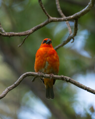 Mauritius Fody perched on a tree branch in the wild