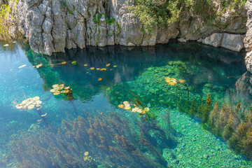 Beautiful view of Water lilies and Kırkgöz springs, which takes its name from 40 water springs coming from under the Taurus Mountains.