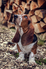 A basset hound in the yard playing !