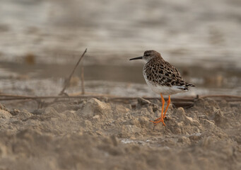 A portrait of a ruff  at Asker Marsh, Bahrain