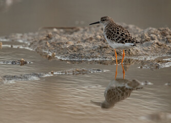A portrait of a ruff  with reflection on water at Asker Marsh, Bahrain