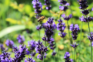 Lavendel Honigbiene