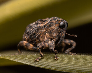 close up of a bug