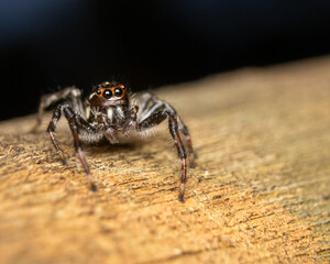 spider on the wall