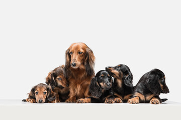 Cute puppies, dachshund dogs posing isolated over white background