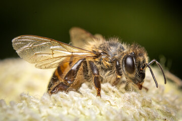 bee on a yellow flower