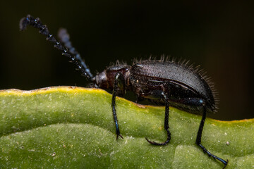 bug on a leaf