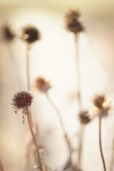 old sharp flowers in blurry brown bokeh