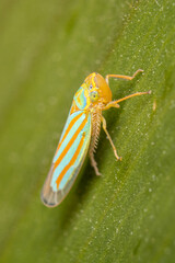 green shield bug