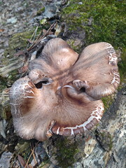 mushroom in the forest