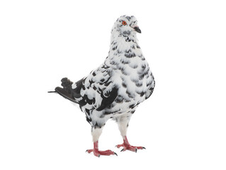 dove similar to dalmatians in color scheme isolated on white background