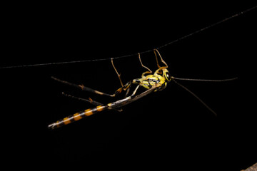 spider