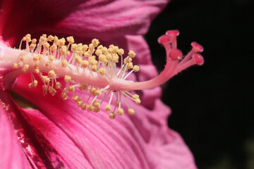 Hibiskus © Bln186Ntr